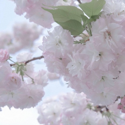 Furry插画素材合集Furry群